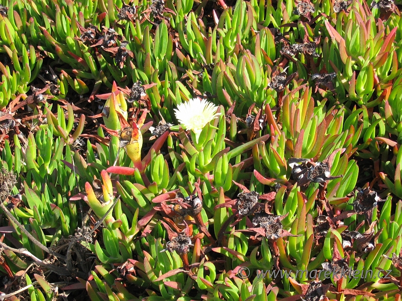 Cabo da Roca - flora